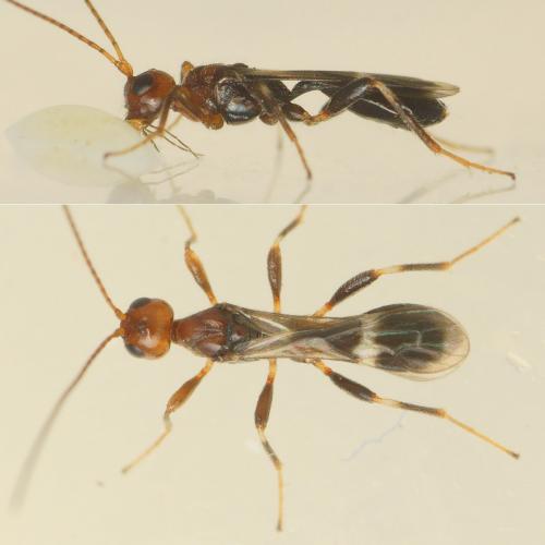 Réf. 220 054 : Spathius sp.